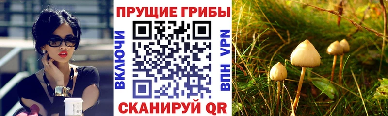 Галлюциногенные грибы GOLDEN TEACHER  наркота  Пучеж 